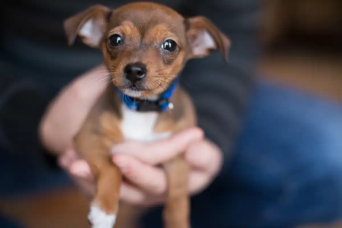 A Chihuahua puppy being held gently in a person's hands.