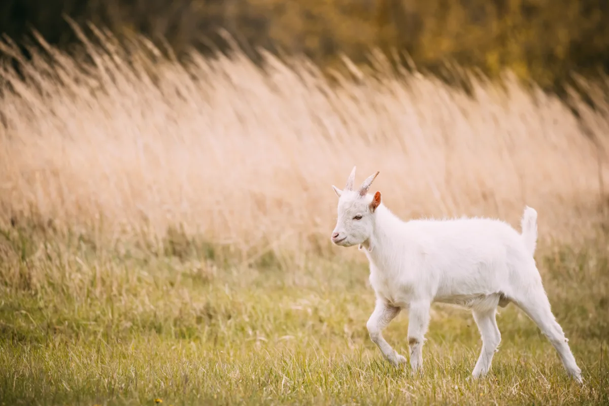A white goat is grazing in a grassy field.