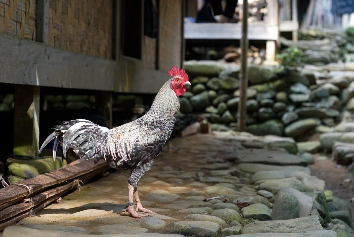A rooster standing in front of a house, seemingly unaffected by the misdemeanor noises from within.