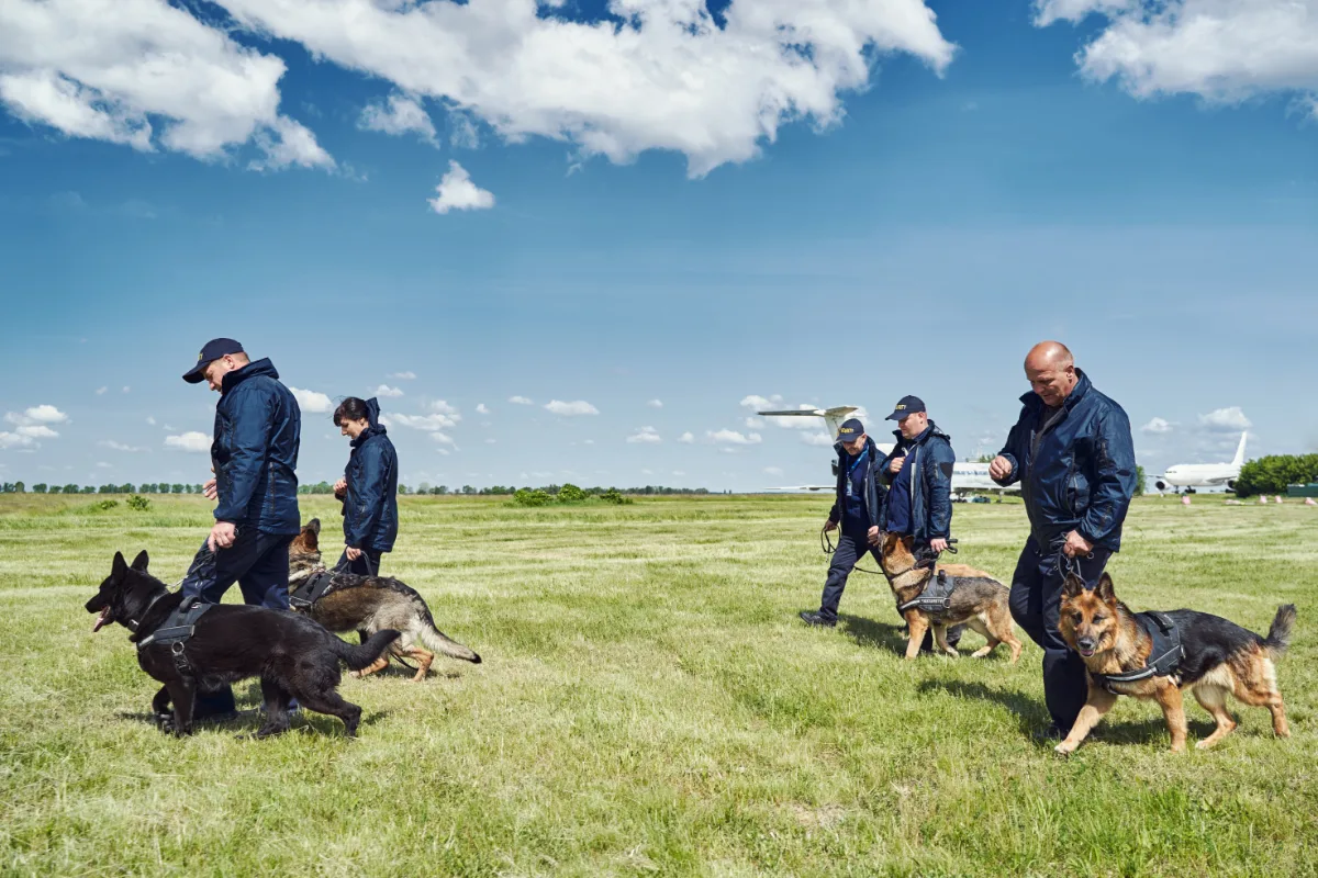 Law enforcement officers training with german shepherd dogs in an open field.