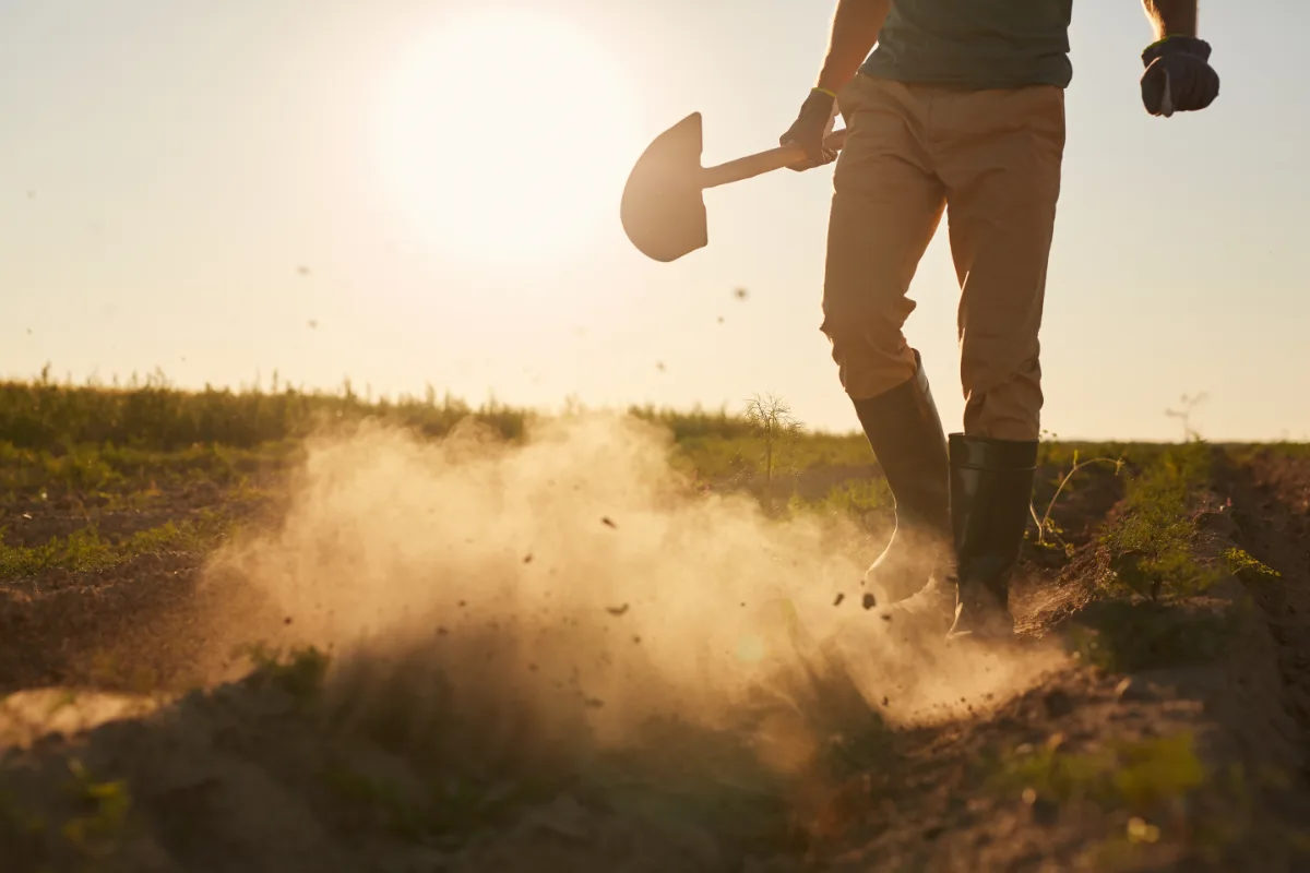 A person digging soil with a shovel outdoors during sunset.
